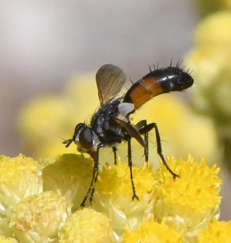 Réf. 232 381 : Cylindromyia auriceps